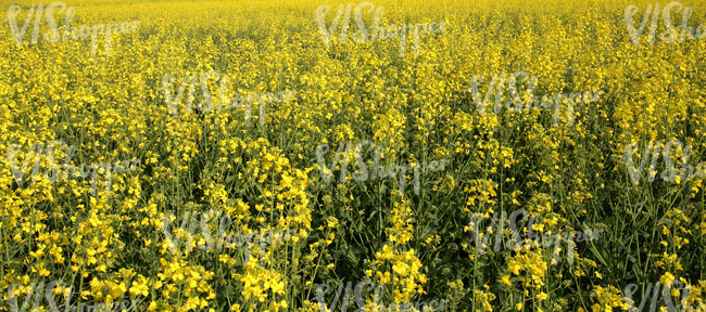 field of rapeseed flowers