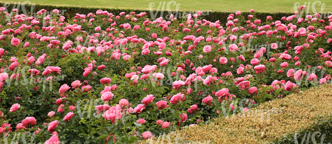 flowerbed of pink roses