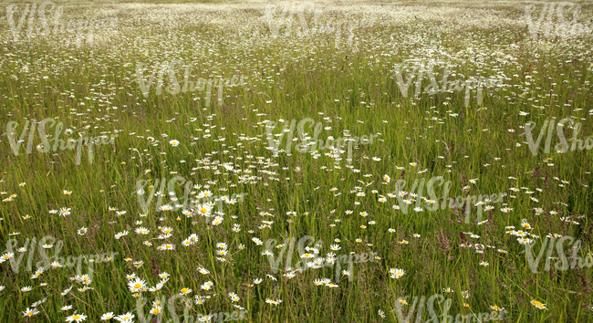 field of daisies