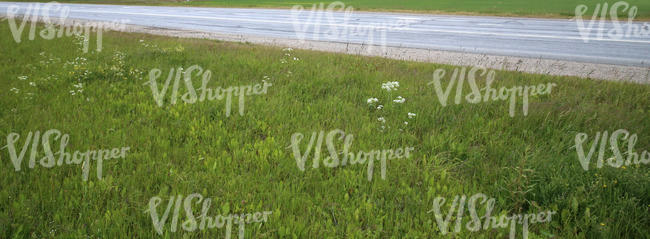 highway and tall grass in the foreground