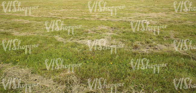 hay field with cut hay