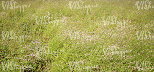 field of tall grass