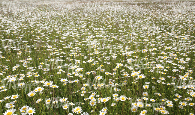 field of daisies