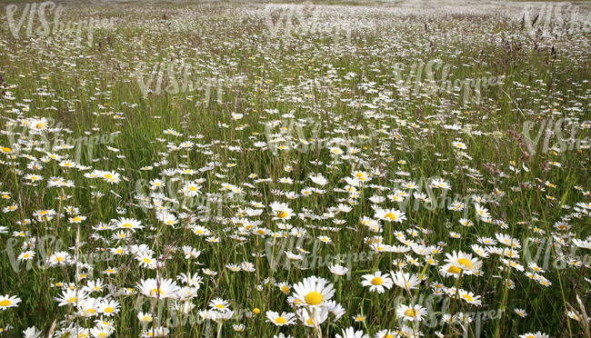 field of daisies