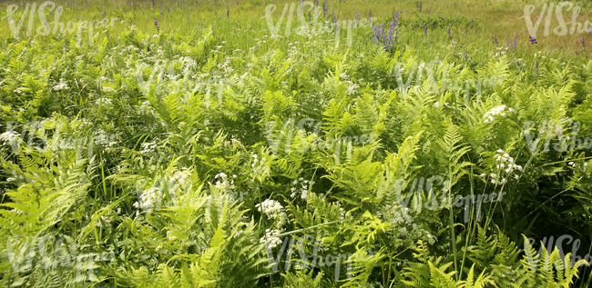 field of tall grass with ferns in the foreground