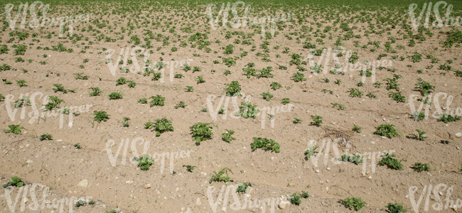 potato field