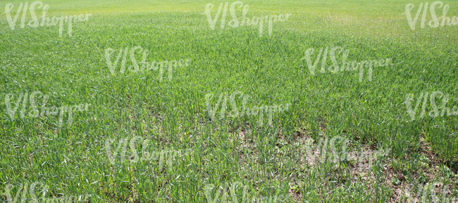 young green crop field