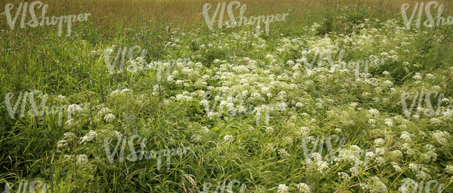 field of tall grass with yarrows in the foreground