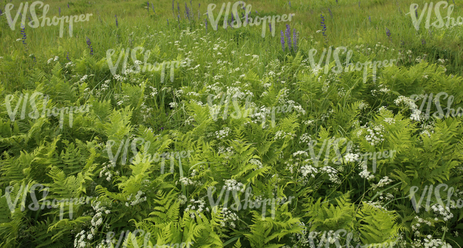 field of tall grass with a mixture of plants and flowers