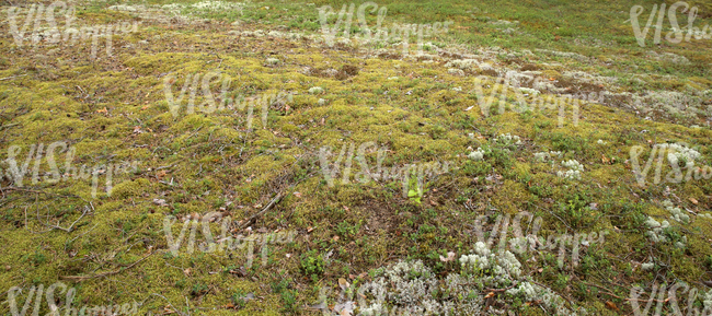 mossy forest floor