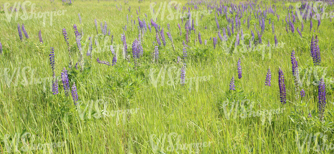 meadow with lupins