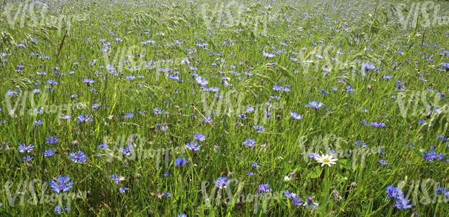 crop field with cornflowers