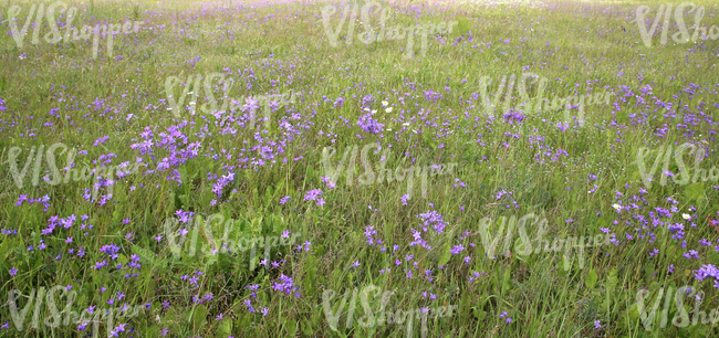 tall grass with purple bellflowers