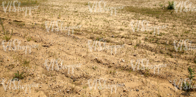 sandy ground with some grass