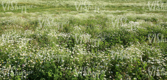 chamomile field