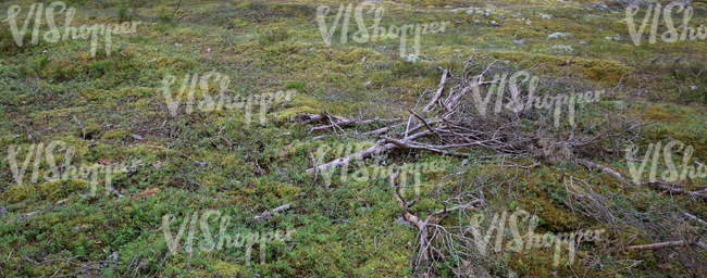 forest floor with fallen branches