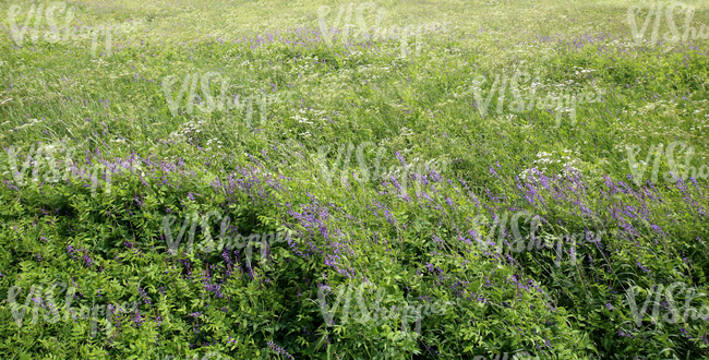 field of wild grass with a mixture of plants