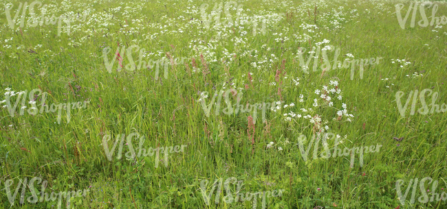 mixed plants on a meadow