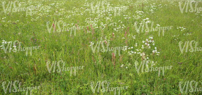 mixed plants on a meadow