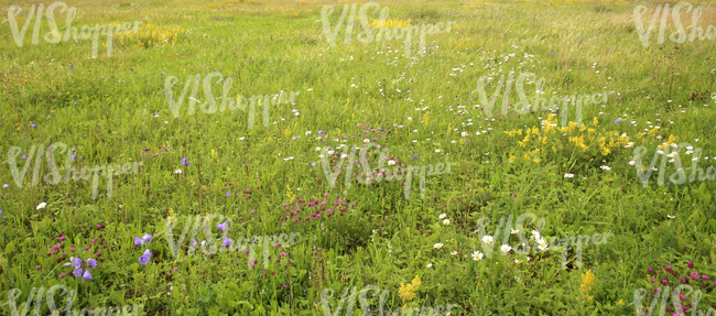 meadow with tall grass and wildflowers