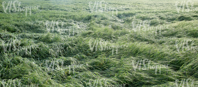 green crop field after a rainstorm