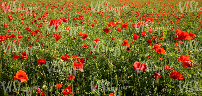 field of poppies and peas