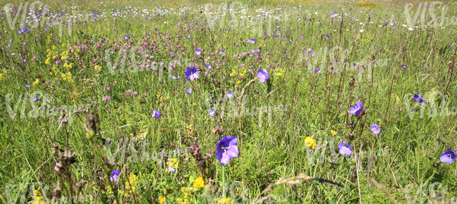 wildflowers on a meadow