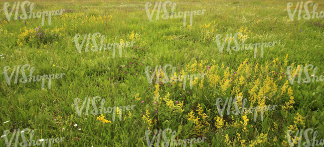 field of tall grass with yellow bedstraw