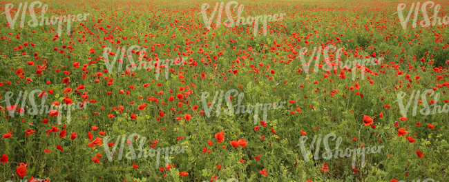 field of poppies and peas