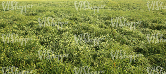 green crop field after a rainstorm