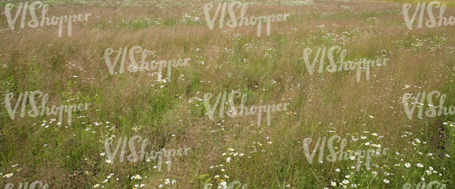 summer landscape with tall grass