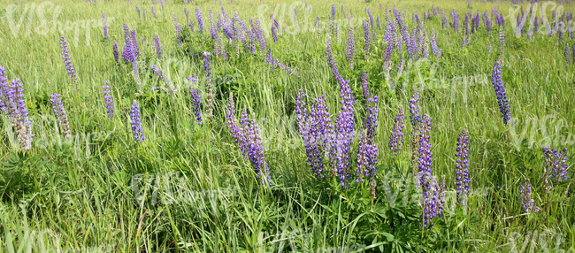 lupins in a field of tall grass