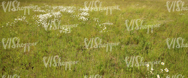 field of tall grass