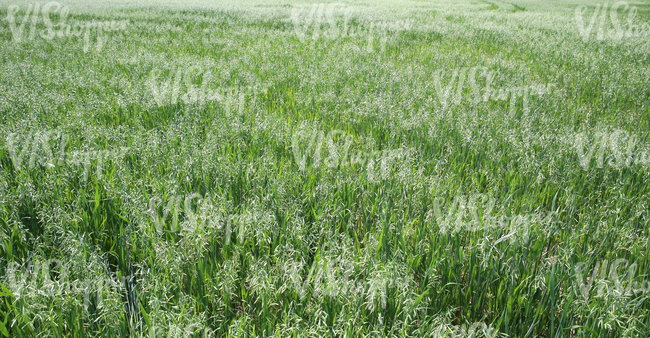 green crop field