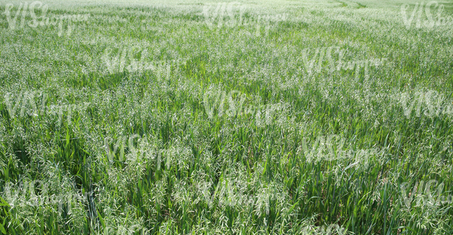green crop field