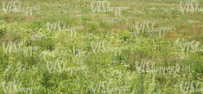 meadow with lots of different plants