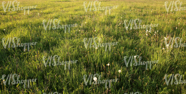 wild grass ground at sunset