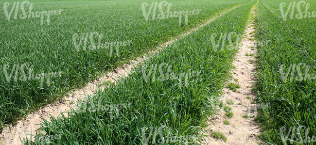 green field with tractor tracks