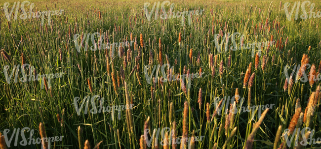 field of foxtail grass at sunset