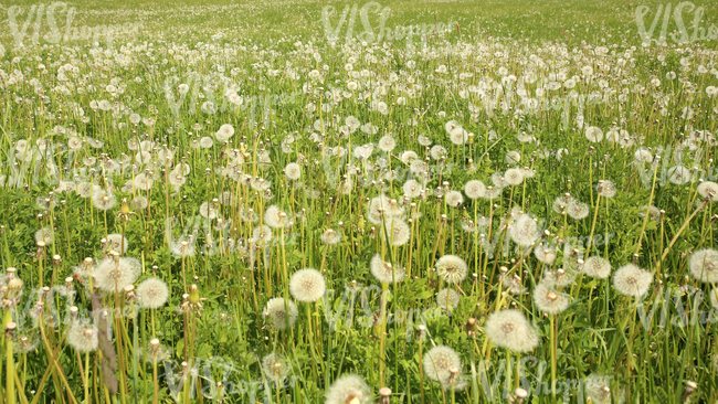 dandelion meadow