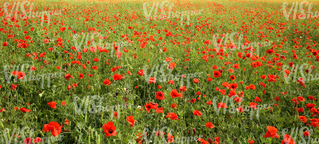 field of poppies and peas