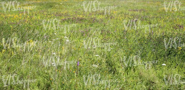 wildflowers and grasses on a meadow