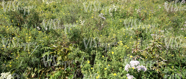 summer landscape with tall grass and wildflowers