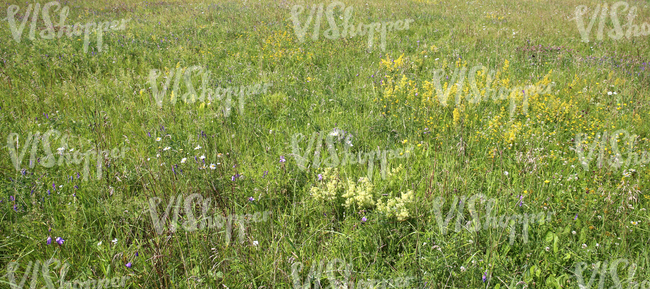 field of tall grass and wildflowers