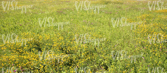 field of tall grass with yellow alfalfa flowers