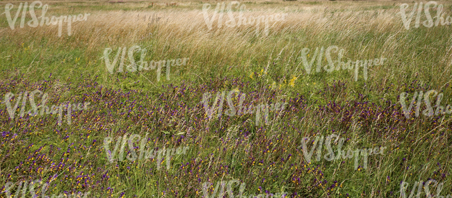 field of tall grass with wood cow-wheat flowers in the foreground