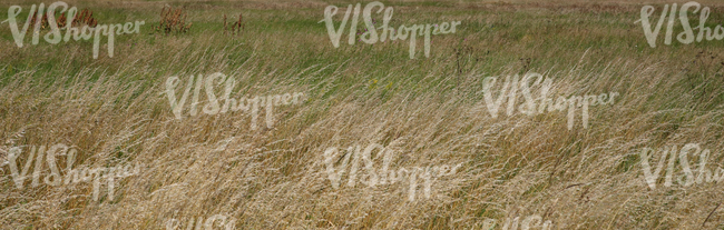 field of tall wild grass