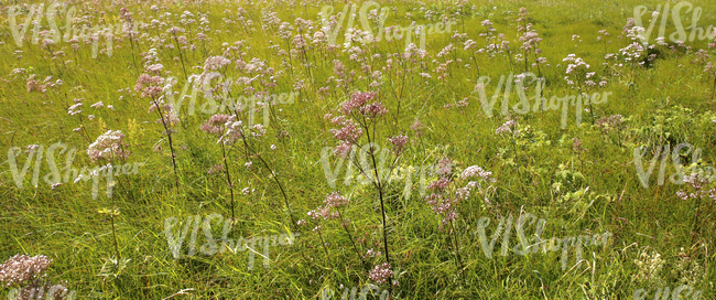 meadow with valerian plants