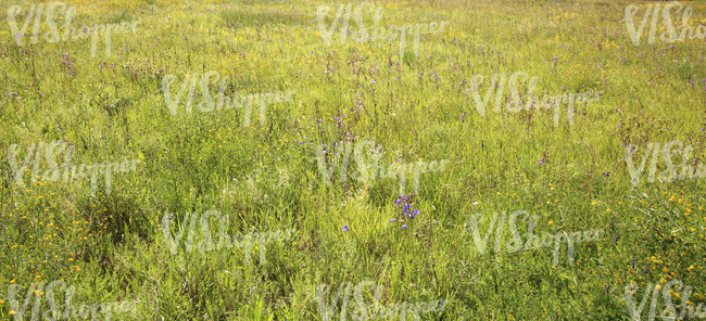 wild grass and flowers on a meadow