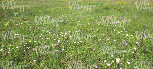 wildflowers on a meadow